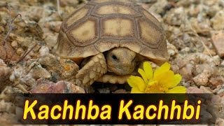 Rajasthani New Bhajan  Udata Pakheru Vivah  Kachba Kachbi  Prakash Mali  Rajasthani Songs [upl. by Ahsinrev]