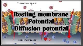 Resting membrane potential and diffusion potential شرح [upl. by Aihsekat]