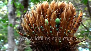 Cycad intricate seed pod structure Cycas circinalis male and female plants [upl. by Natika170]