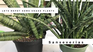 Repotting Sandys Snake Plants  Sanseveria Cylindrica Starfish amp Fernwood Mikado [upl. by Ialocin]