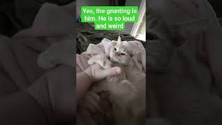 🐈 Weirdest Kitten NoisesPurring  Mr Shine [upl. by Gala]