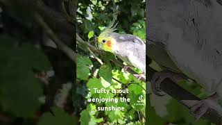 Tufty is out enjoying the garden beautiful bird birdsinging cute fypyoutube fypageシviral fyp [upl. by Jacquet]