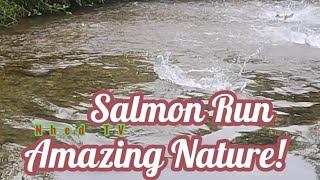 Salmon Run salmonrun nature fishing livestream [upl. by Piers]