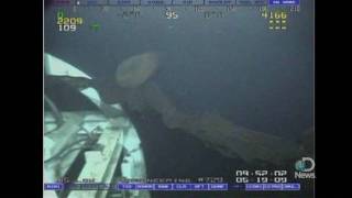 Rare Monster Jellyfish Caught on Tape [upl. by Tnerual]