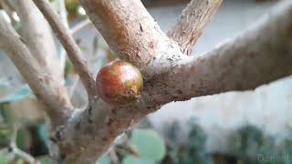 Jaboticaba Red Hybrid  Bud to Fruit [upl. by Taveda]