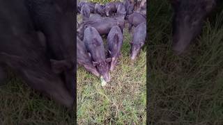 animals pig videos shorts [upl. by Lawrenson]