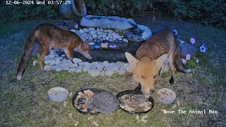 LIVE Wildlife Spotting Help Me Tag The Wildlife Hedgehog Fox Bird Cat Squirrel [upl. by Akimak785]