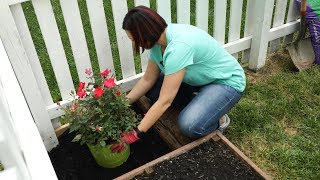 How To Plant A Landscape Rose Bush [upl. by Celesta174]