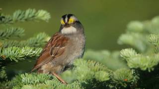 Whitethroated Sparrow Whistler of the North [upl. by Chadabe]