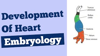 Heart development embryology in hindi  Rapid revision Anatomy [upl. by Jarlen391]