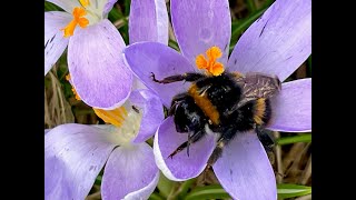 Not 1 but 2 fence stuck ewes amp loads of beautiful sleeping bumblebees [upl. by Lelith]