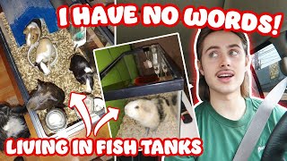 RESCUING 5 GUINEA PIGS FROM CRAIGLIST LIVING IN FISH TANKS 😰 [upl. by Karlie]