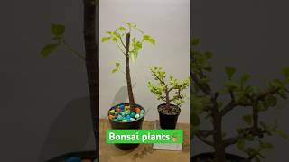 My Bonsai Plants 🌱🍃 collections [upl. by Talbert383]