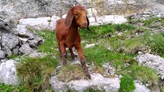 Extremely friendly goats [upl. by Heyman]