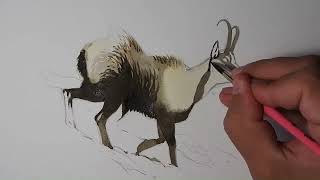 Winter Apennine Chamois  Watercolor in timelapse [upl. by Saoj]