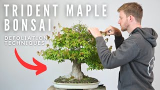 Bonsai Defoliation Techniques  BonsaiU [upl. by Tannie]