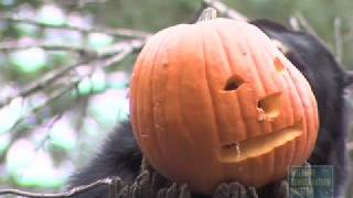 Andean Bear Trick or Treat at the Queens Zoo [upl. by Hilton]