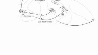 Muscle Stretch Reflex Draw it to Know it Neuroanatomy [upl. by Wu]