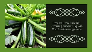 How To Grow Zucchini  Growing Zucchini Squash  Zucchini Growing Guide [upl. by Anaerol]