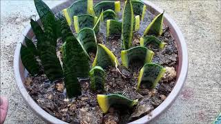 Snake Plant Propagation in Water and Soil by Leaf Cuttings Sansevieria [upl. by Sirahs]