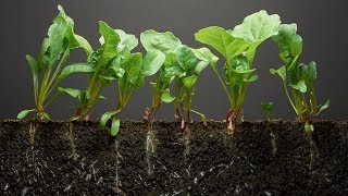 Spinach TimeLapse  40 days  Soil cross section [upl. by Etka]