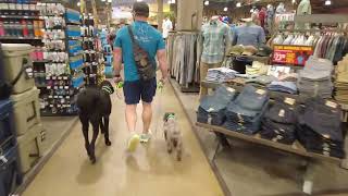 05 Cooper and Oakley go shopping with Aaron of ik9trainers551 [upl. by Elacsap]