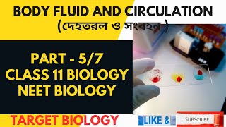 Body fluid and circulation part 57  class 11 NEET Biology [upl. by Yekcor]