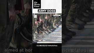 Poland thanks military dogs for their service by giving them army ranks [upl. by Heddie303]