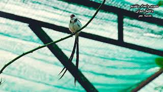 pintailed whydah الويدا ذو الذيل الدبوسي [upl. by Pease]