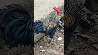 Kukdu Kuu rooster ayam birds chicken shortsviral shorts Suramya Mitra [upl. by Uta]