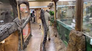 World Record Burmese Python Prehistoric Pets [upl. by Devehcoy]