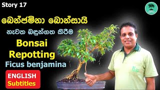 Story 17  බෙන්ජමිනා බොන්සායි නැවත බඳුන්ගත කිරීම Repotting Ficus benjamina Bonsai [upl. by Homerus172]