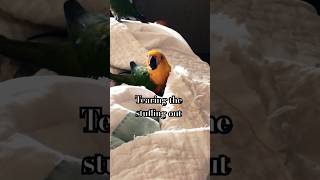 Are you pulling the stuffing out of my blanketJenday Conure birds parrot funny cute [upl. by Xyla955]