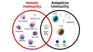 Introduction to Innate Immunity [upl. by Airretal134]