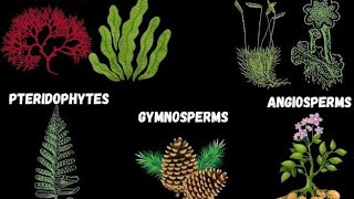 lecture 2 algea classification chlorophyceae  chlorophyllpheophyce brown algea [upl. by Oinotnanauj]