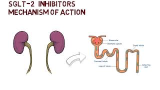 SGLT2 inhibitors and DKA [upl. by Walford]