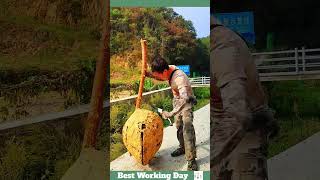 Best working day 2100 The process of cutting an aspen hive [upl. by Dallman484]