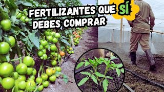 ¡Los 5 FERTILIZANTES que DEBERÍAS TENER SIEMPRE para CULTIVOS DE TOMATES [upl. by Wengert]