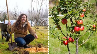 How to Plant Fruit Trees for MAXIMUM Growth and Harvest [upl. by Lenod]