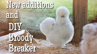 New Additions and DIY Broody Breaker for the Silkies [upl. by Amsirhc]