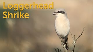 Loggerhead Shrike Butcherbird [upl. by Yalhsa]