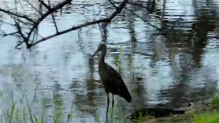 Florida Limpkin  Calling amp Clicking [upl. by Spark147]