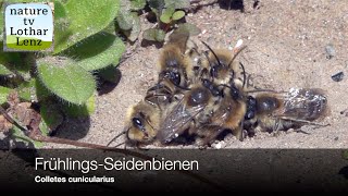 FrühlingsSeidenbiene Colletes cunicularius Spring mining bee Moseltal  Germany [upl. by Llertnek720]