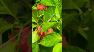 Habanero Plant Producing Abundance backyardgarden homegardening backyardgardening homesteading [upl. by Angil]