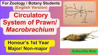 Circulatory Blood Vascular system of Prawn Macrobrachium Hons 1st Year ZoologyNon major Botany [upl. by Hogan]