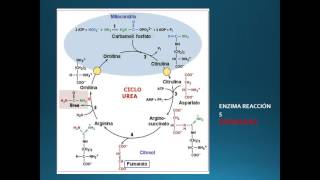 TODO SOBRE EL CICLO DE LA UREA [upl. by Innob]