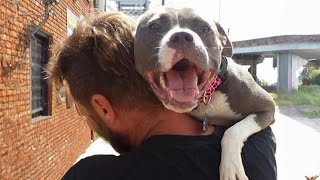 Pitbull Dog Cries Out In Happiness After Months Apart From Owner [upl. by Gnap]