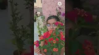 My lantana plant nature youtubeshort [upl. by Geoffry]