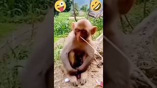 Monkey Business The Funniest Primate Moments😁🤣😁 [upl. by Margot286]