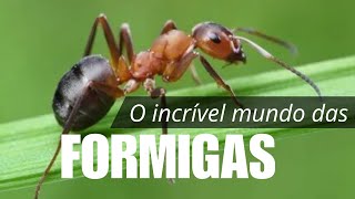 O incrível mundo das formigas [upl. by Atinot150]